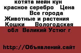 котята мейн кун, красное серебро › Цена ­ 30 - Все города Животные и растения » Кошки   . Вологодская обл.,Великий Устюг г.